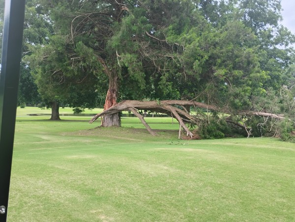 Storm damage to trees at Brundidge Country Club